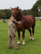 Image 28 in SUFFOLK HORSE SPECTACULAR. ( THE SUFFOLKS )