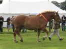 Image 29 in SUFFOLK  HORSE  SPECTACULAR. ( THE SUFFOLKS )