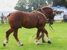 Image 3 in SUFFOLK  HORSE  SPECTACULAR. ( THE SUFFOLKS )