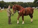 Image 30 in SUFFOLK  HORSE  SPECTACULAR. ( THE SUFFOLKS )