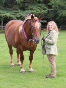 Image 31 in SUFFOLK HORSE SPECTACULAR. ( THE SUFFOLKS )