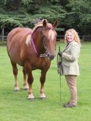 Image 31 in SUFFOLK  HORSE  SPECTACULAR. ( THE SUFFOLKS )