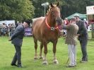 Image 32 in SUFFOLK HORSE SPECTACULAR. ( THE SUFFOLKS )