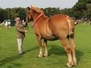Image 33 in SUFFOLK HORSE SPECTACULAR. ( THE SUFFOLKS )