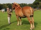 Image 33 in SUFFOLK  HORSE  SPECTACULAR. ( THE SUFFOLKS )