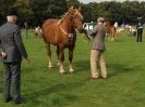 Image 35 in SUFFOLK  HORSE  SPECTACULAR. ( THE SUFFOLKS )