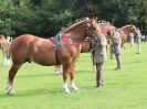 Image 38 in SUFFOLK HORSE SPECTACULAR. ( THE SUFFOLKS )