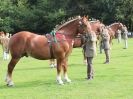 Image 38 in SUFFOLK  HORSE  SPECTACULAR. ( THE SUFFOLKS )