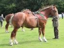 Image 39 in SUFFOLK HORSE SPECTACULAR. ( THE SUFFOLKS )