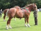 Image 39 in SUFFOLK  HORSE  SPECTACULAR. ( THE SUFFOLKS )