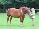 Image 4 in SUFFOLK  HORSE  SPECTACULAR. ( THE SUFFOLKS )