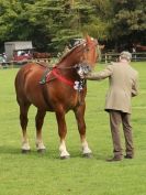 Image 40 in SUFFOLK  HORSE  SPECTACULAR. ( THE SUFFOLKS )