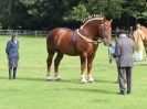 Image 41 in SUFFOLK HORSE SPECTACULAR. ( THE SUFFOLKS )