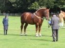 Image 41 in SUFFOLK  HORSE  SPECTACULAR. ( THE SUFFOLKS )