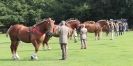 Image 42 in SUFFOLK HORSE SPECTACULAR. ( THE SUFFOLKS )
