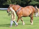 Image 43 in SUFFOLK HORSE SPECTACULAR. ( THE SUFFOLKS )