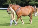 Image 43 in SUFFOLK  HORSE  SPECTACULAR. ( THE SUFFOLKS )