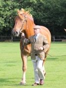 Image 45 in SUFFOLK HORSE SPECTACULAR. ( THE SUFFOLKS )