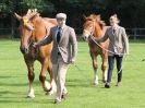 Image 46 in SUFFOLK HORSE SPECTACULAR. ( THE SUFFOLKS )