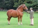 Image 5 in SUFFOLK  HORSE  SPECTACULAR. ( THE SUFFOLKS )