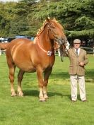 Image 50 in SUFFOLK HORSE SPECTACULAR. ( THE SUFFOLKS )