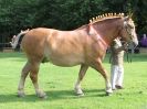 Image 51 in SUFFOLK  HORSE  SPECTACULAR. ( THE SUFFOLKS )