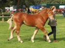 Image 53 in SUFFOLK  HORSE  SPECTACULAR. ( THE SUFFOLKS )