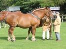 Image 54 in SUFFOLK  HORSE  SPECTACULAR. ( THE SUFFOLKS )