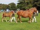 Image 55 in SUFFOLK HORSE SPECTACULAR. ( THE SUFFOLKS )