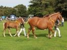 Image 55 in SUFFOLK  HORSE  SPECTACULAR. ( THE SUFFOLKS )