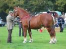 Image 6 in SUFFOLK  HORSE  SPECTACULAR. ( THE SUFFOLKS )