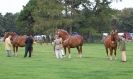 Image 7 in SUFFOLK  HORSE  SPECTACULAR. ( THE SUFFOLKS )