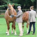 Image 8 in SUFFOLK  HORSE  SPECTACULAR. ( THE SUFFOLKS )