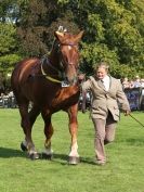 Image 11 in SUFFOLK  HORSE  SPECTACULAR.  SUPREME CHAMPIONSHIP