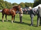 Image 12 in SUFFOLK  HORSE  SPECTACULAR.  SUPREME CHAMPIONSHIP