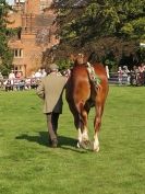 Image 13 in SUFFOLK  HORSE  SPECTACULAR.  SUPREME CHAMPIONSHIP