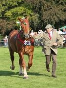 Image 14 in SUFFOLK  HORSE  SPECTACULAR.  SUPREME CHAMPIONSHIP