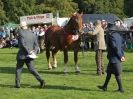 Image 15 in SUFFOLK  HORSE  SPECTACULAR.  SUPREME CHAMPIONSHIP