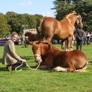 Image 16 in SUFFOLK  HORSE  SPECTACULAR.  SUPREME CHAMPIONSHIP