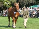 Image 17 in SUFFOLK  HORSE  SPECTACULAR.  SUPREME CHAMPIONSHIP