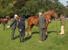 Image 18 in SUFFOLK  HORSE  SPECTACULAR.  SUPREME CHAMPIONSHIP