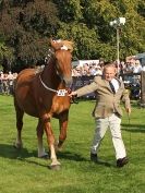 Image 19 in SUFFOLK  HORSE  SPECTACULAR.  SUPREME CHAMPIONSHIP