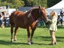 Image 2 in SUFFOLK  HORSE  SPECTACULAR.  SUPREME CHAMPIONSHIP
