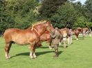 Image 20 in SUFFOLK  HORSE  SPECTACULAR.  SUPREME CHAMPIONSHIP