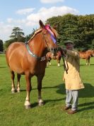 Image 21 in SUFFOLK  HORSE  SPECTACULAR.  SUPREME CHAMPIONSHIP