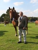 Image 22 in SUFFOLK  HORSE  SPECTACULAR.  SUPREME CHAMPIONSHIP