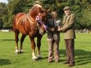 Image 23 in SUFFOLK  HORSE  SPECTACULAR.  SUPREME CHAMPIONSHIP