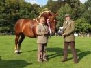 Image 24 in SUFFOLK  HORSE  SPECTACULAR.  SUPREME CHAMPIONSHIP