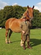 Image 26 in SUFFOLK  HORSE  SPECTACULAR.  SUPREME CHAMPIONSHIP