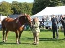 Image 3 in SUFFOLK  HORSE  SPECTACULAR.  SUPREME CHAMPIONSHIP